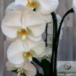 Kép 3/3 - Nagyvirágú lepkeorchidea-Cascade