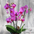 Kép 3/8 - Sokvirágú orchidea (Phalaenopsis multiflora)
