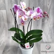 Sokvirágú orchidea (Phalaenopsis multiflora)