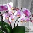 Sokvirágú orchidea (Phalaenopsis multiflora)