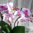 Kép 5/8 - Sokvirágú orchidea (Phalaenopsis multiflora)