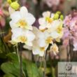 Kép 6/8 - Sokvirágú orchidea (Phalaenopsis multiflora)