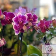 Sokvirágú orchidea (Phalaenopsis multiflora)