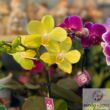 Kép 7/8 - Sokvirágú orchidea (Phalaenopsis multiflora)