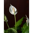 Vitorlavirág-Spathiphyllum