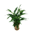 Vitorlavirág-Spathiphyllum