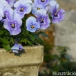 Kerti árvácska (Viola x wittrockiana)