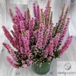 Vékony hanga (Erica gracilis), Erika