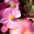 Kerti begónia  (Begonia semperflorens)