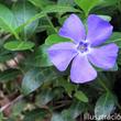 Kép 2/2 - Kis meténg (Vinca minor )
