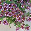 Kép 2/3 - Kisvirágú futó petúnia (Petunia)