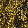 Téli jázmin (Jasminum nudiflorum)