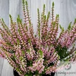 Közönséges Csarab (Calluna vulgaris)
