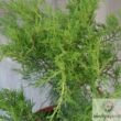 Óarany terülő boróka  (Juniperus media Old Gold)