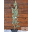 Arizónai Ciprus (Cupressus arizonica), Arizonika