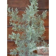 Arizónai Ciprus (Cupressus arizonica), Arizonika