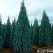 Arizónai Ciprus (Cupressus arizonica), Arizonika