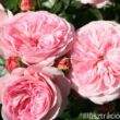 Kép 1/3 - Nosztalgia rózsa; Mariatheresia/ Konténeres rózsatő