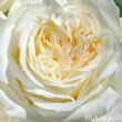 Kép 1/3 - Nosztalgia rózsa; Irina/ Konténeres rózsatő