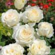 Kép 2/3 - Nosztalgia rózsa; Irina/ Konténeres rózsatő