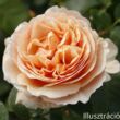 Kép 2/5 - Nosztalgia rózsa; Tropicana/ Konténeres rózsatő
