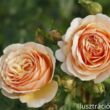 Kép 1/5 - Nosztalgia rózsa; Tropicana/ Konténeres rózsatő