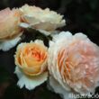 Kép 4/5 - Nosztalgia rózsa; Tropicana/ Konténeres rózsatő