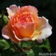 Kép 3/5 - Nosztalgia rózsa; Tropicana/ Konténeres rózsatő