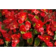 Kerti begónia  (Begonia semperflorens)