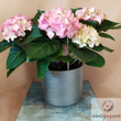 Kép 1/4 - Hortenzia (Hydrangea I.)