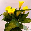 Cserepes Kála (Zantedeschia)