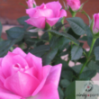 Mini rózsa (Rosa)