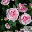 Kép 3/3 - Cserepes mini rózsa (Rosa)