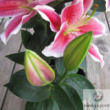 Kép 3/3 - Ázsiai Liliom (Lilium Asiatic hibridek)
