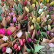 Tulipán csokor
