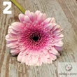Mini gerbera vágott