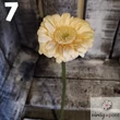 Mini gerbera vágott