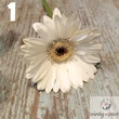 Mini gerbera vágott