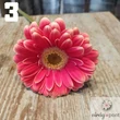 Mini gerbera vágott
