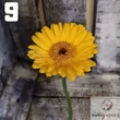 Mini gerbera vágott