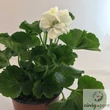 Álló muskátli (Pelargonium x hortorum)