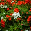 Álló muskátli (Pelargonium x hortorum)