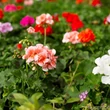 Álló muskátli (Pelargonium x hortorum)