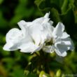 Álló muskátli (Pelargonium x hortorum)