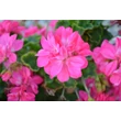 Álló muskátli (Pelargonium x hortorum)