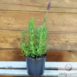 Közönséges levendula (Lavandula angustifolia)
