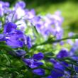 Kép 1/3 - Futó lobélia (Lobelia)