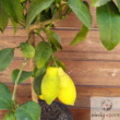 Citromfa (Citrus x limon)