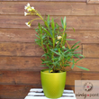 Kép 1/3 - Leander (Nerium oleander)