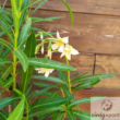 Kép 2/3 - Leander (Nerium oleander)